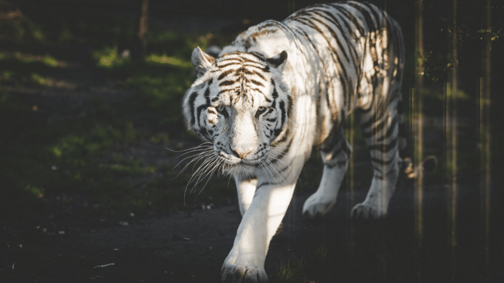 Tigre branco andando