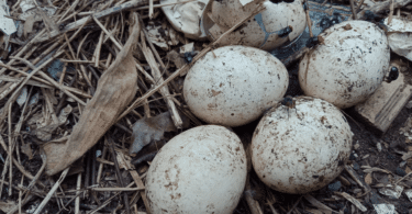 ovos podres entre folhas secas e galhos.