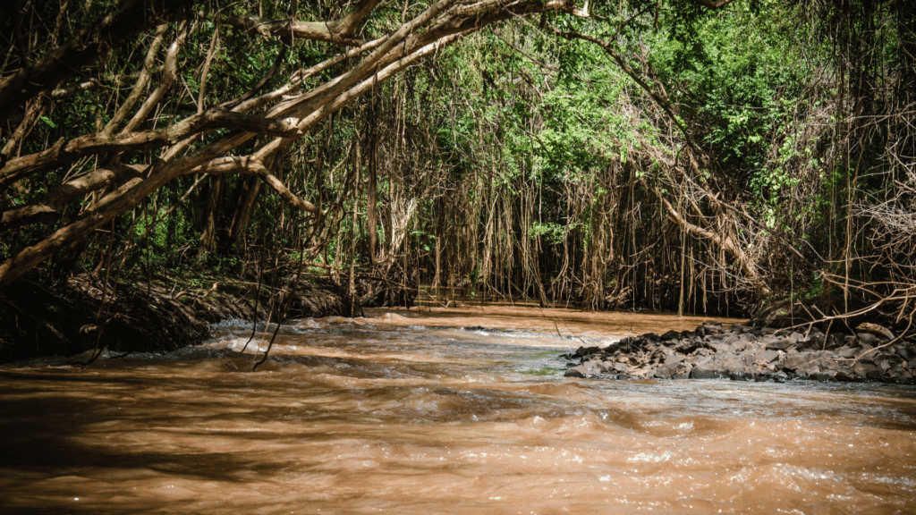 Imagem de um rio com água barrenta 