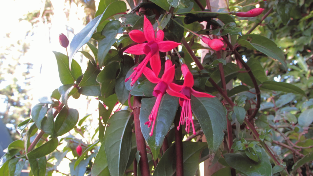 Flores brinco-de-princesa em área verde.