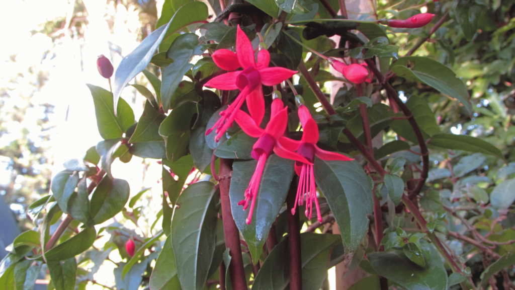 Flores brinco-de-princesa em área verde. 