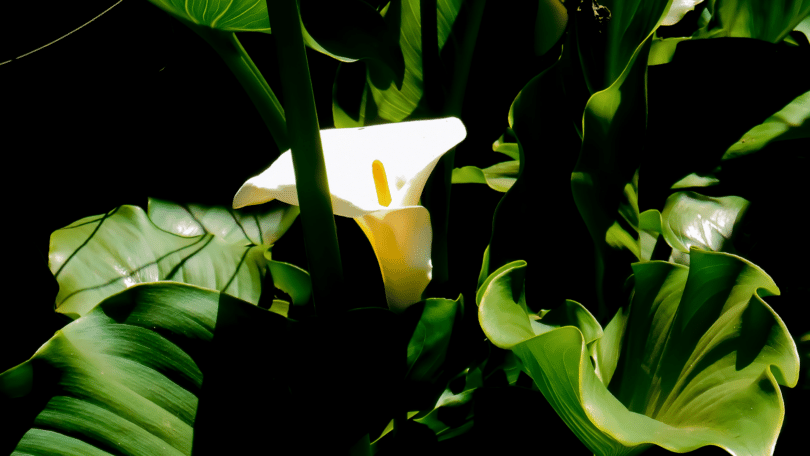 Foto da flor copo-de-leite