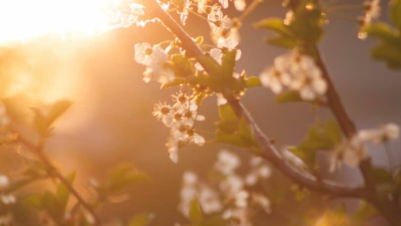 Flores da primavera.