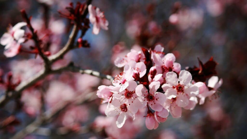 Flores de primavera.