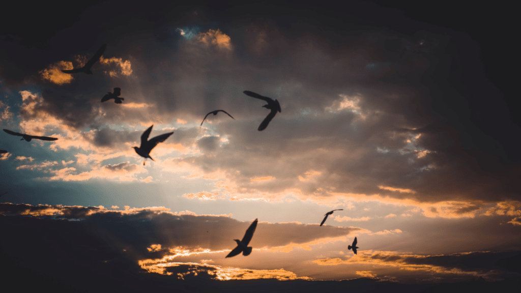 Bando de pássaros voando sobre céu cheio de nuvens. 