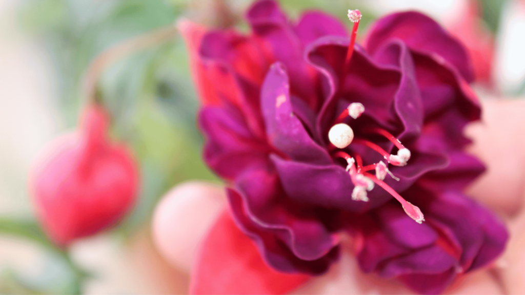 Imagem da flor brinco-de-princesa.