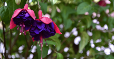 Flores brinco-de-princesa em árvore.