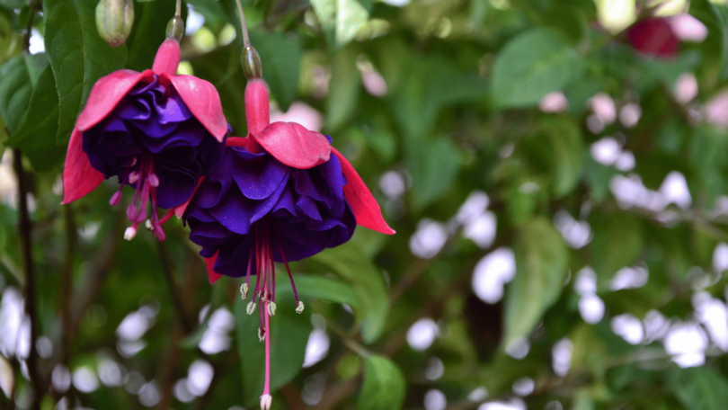 Flores brinco-de-princesa em árvore.