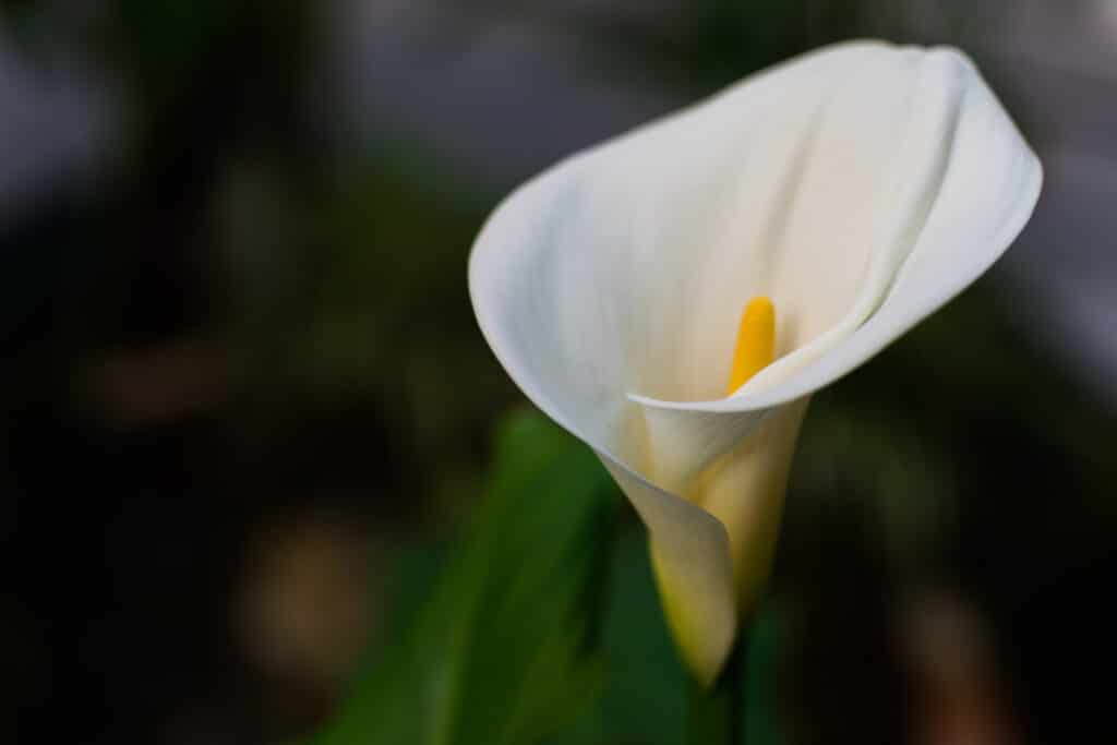 Flor copo-de-leite