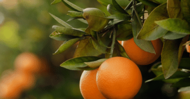 Árvore de laranjas