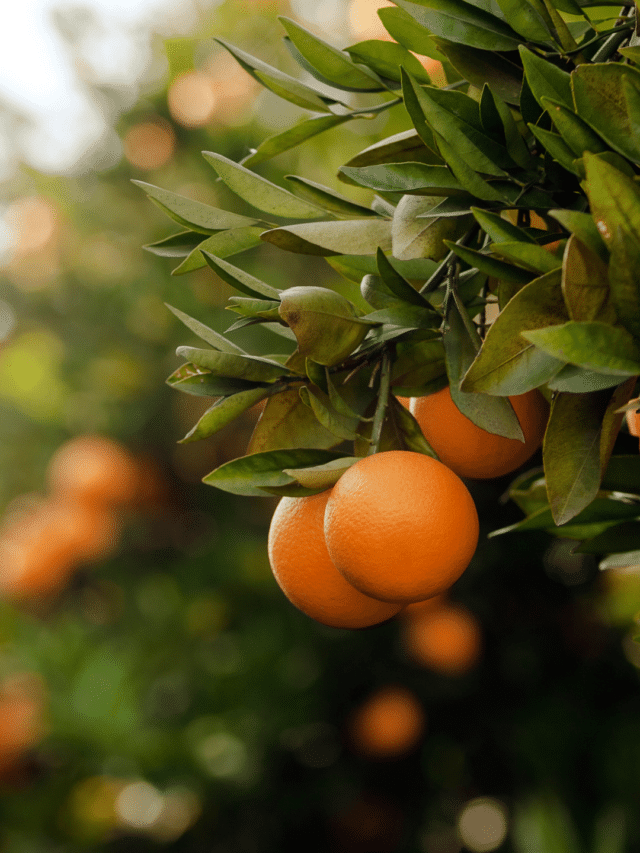 Por que consumir Laranja da Terra?