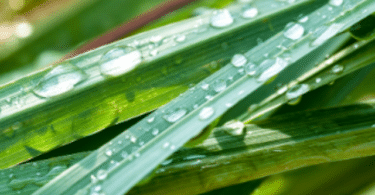 Erva-cidreira molhada por conta da chuva