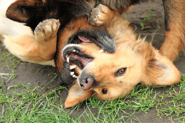 Cachorros deitados e brigando