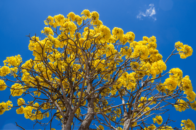 Árvore cheia de galhos com ipês amarelos