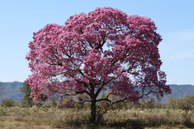 Árvore de Ipê