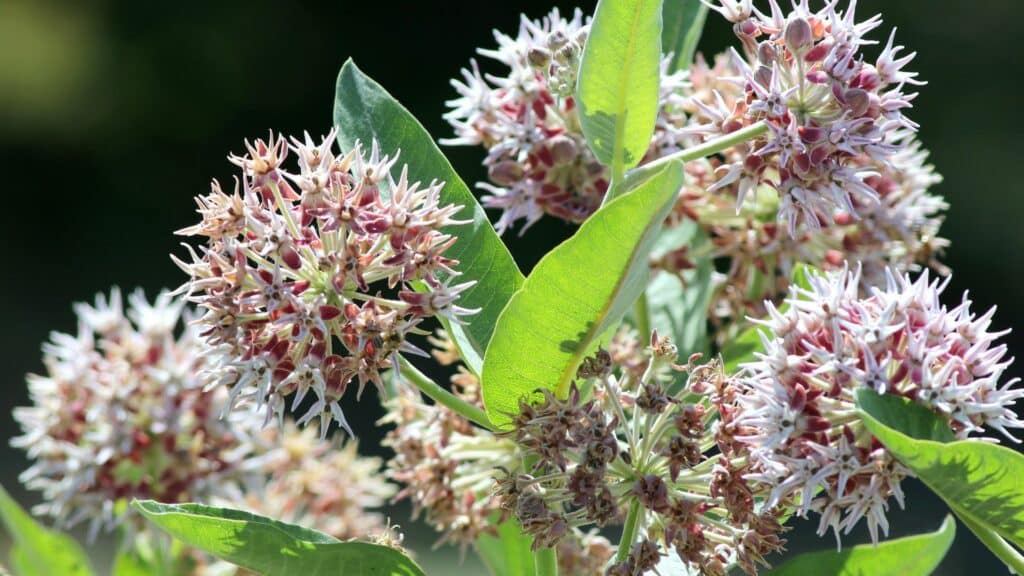 Imagem da flor de Serralha em um jardim