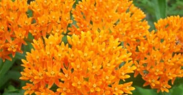 Imagem de uma flor de Serralha laranja