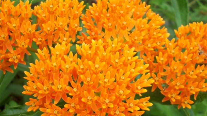 Imagem de uma flor de Serralha laranja