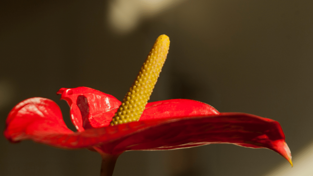 Foto close-up de um antúrio vermelho