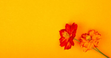 Flor maravilha laranja em fundo amarelo.