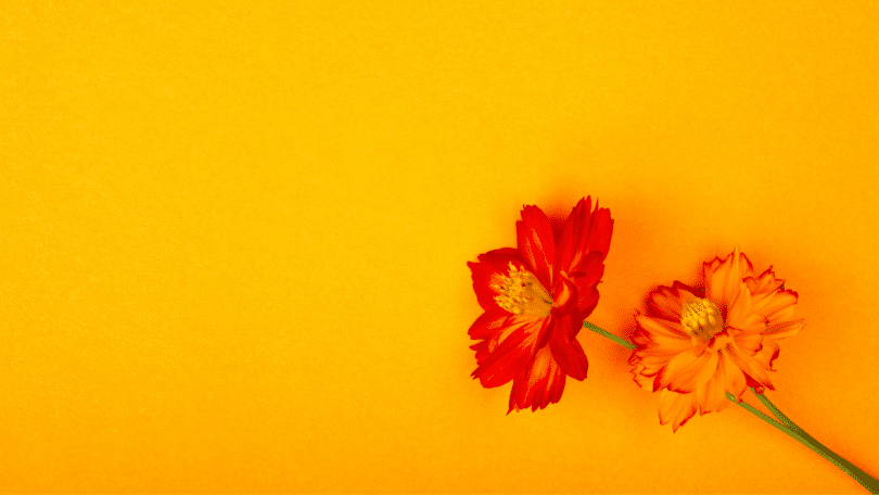 Flor maravilha laranja em fundo amarelo.