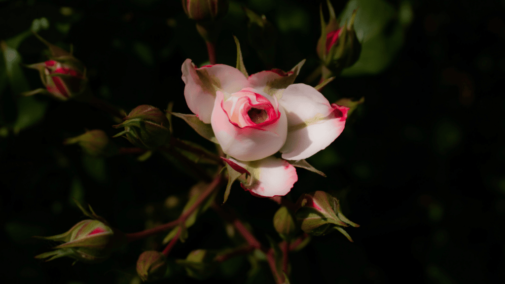 Flor Maravilha branca com detalhes em vermelho e com suas pétalas fechadas. 