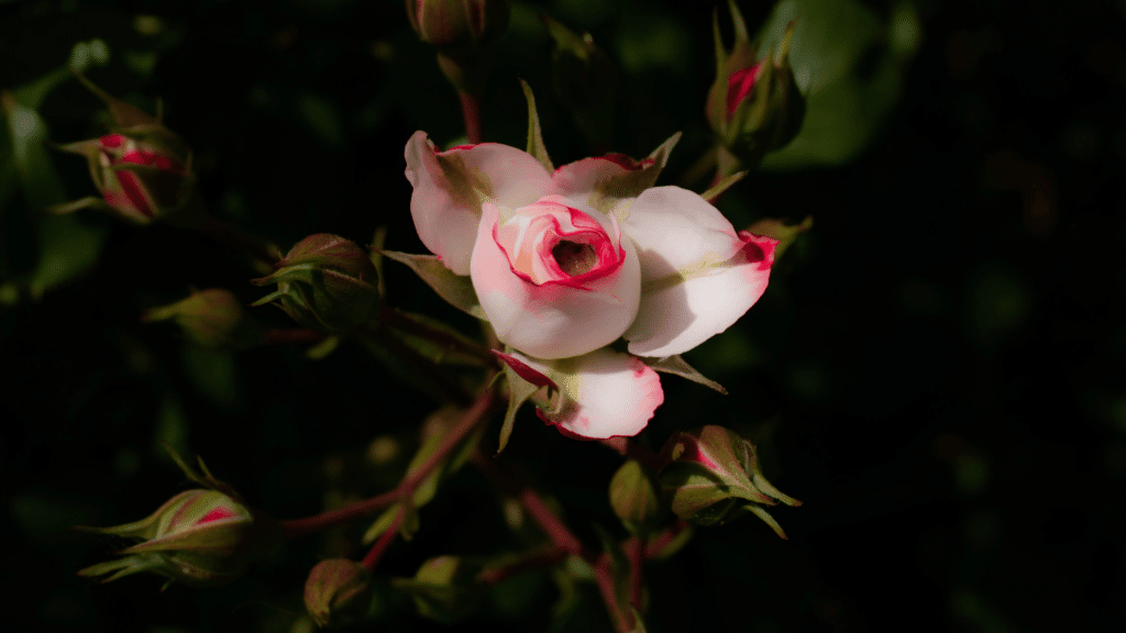 Flor Maravilha branca com detalhes em vermelho e com suas pétalas fechadas.