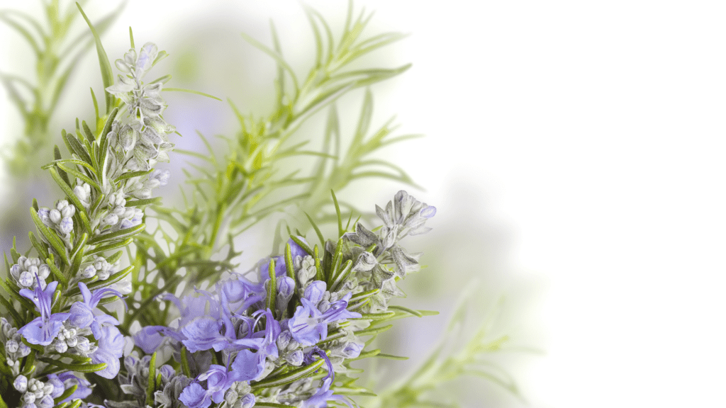 Flores de alecrim lilás com seus ramos verde. 