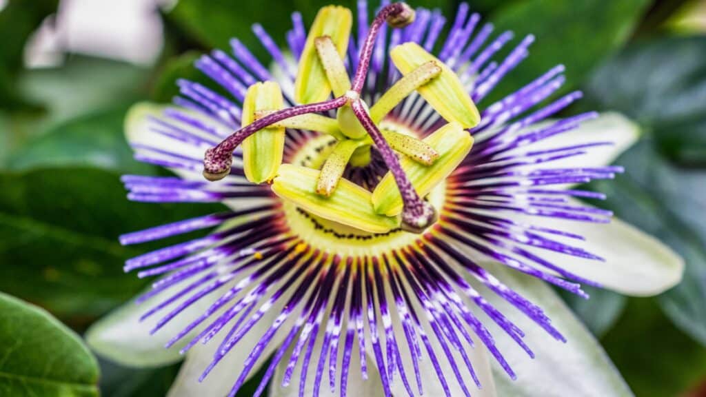 Flor de maracujá