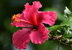 Flor de hibisco