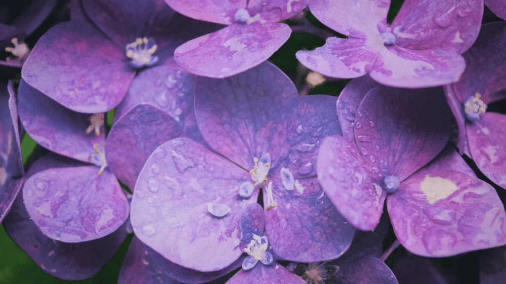 Flor violeta molhada