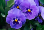 Flor violeta em meio a natureza