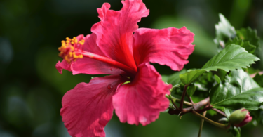 Flor de hibisco