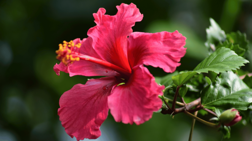 Flor de hibisco