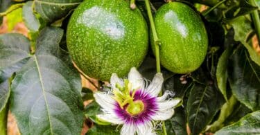 Flor de maracujá