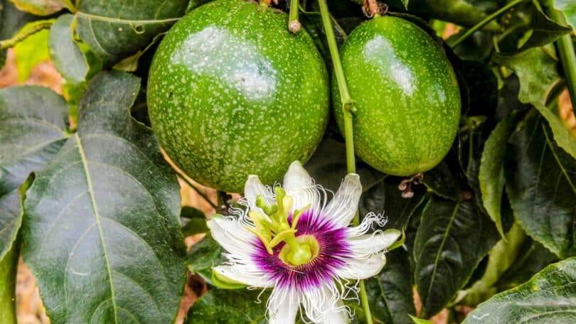 Flor de maracujá