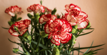 Buquê de flores cravos em cor branca e vermelha.