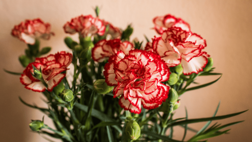 Buquê de flores cravos em cor branca e vermelha.