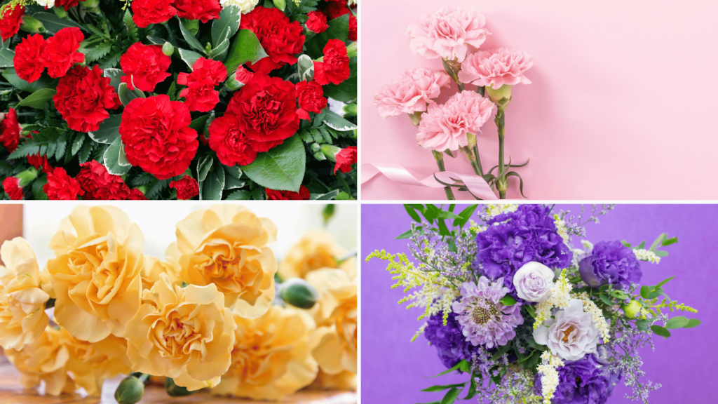Montagem com imagens de flores cravos vermelhos, cravos rosas, cravos amarelos e cravos roxos. 