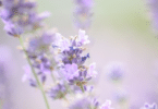 Flor de lavanda