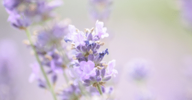 Flor de lavanda