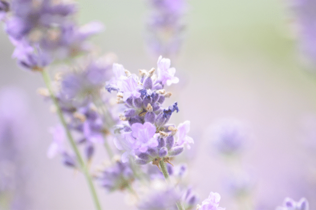 Flor de lavanda