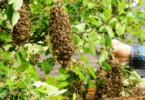 Várias abelhas