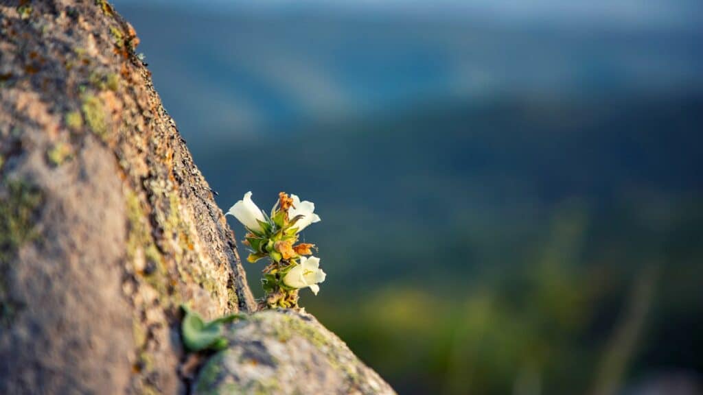 Flor.