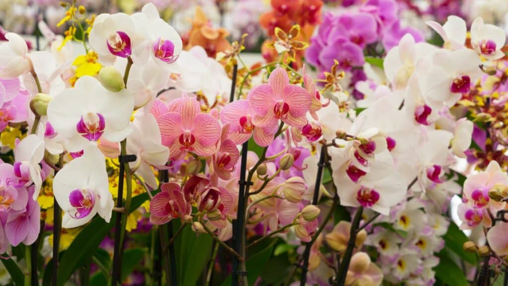 Orquídeas coloridas