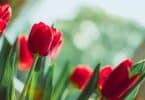 Tulipa vermelha