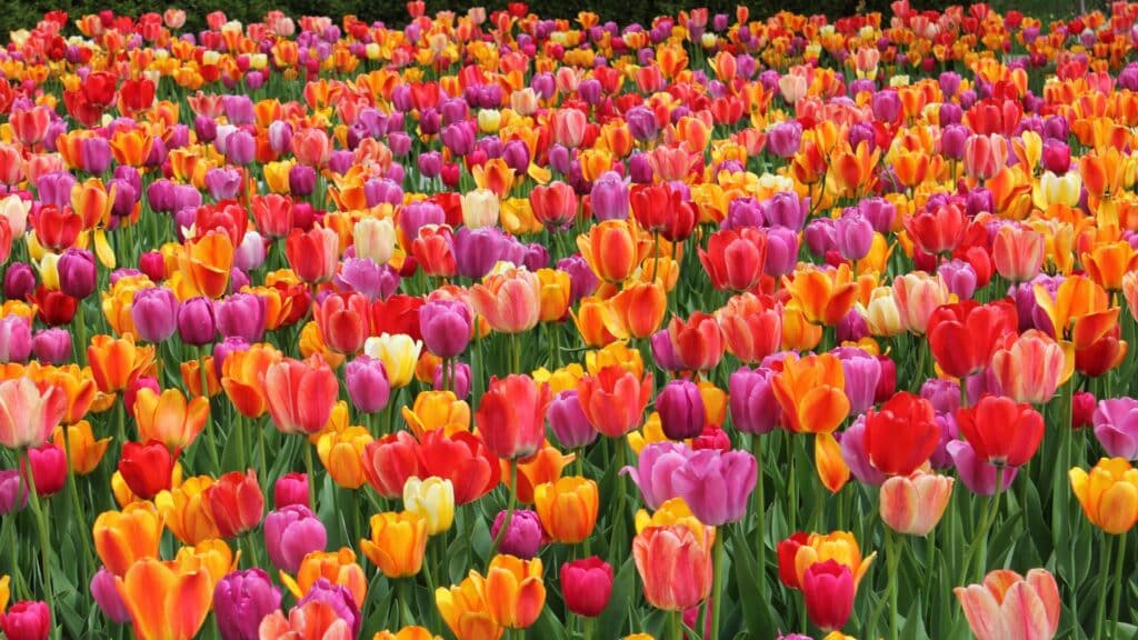 Tulipas coloridas.
