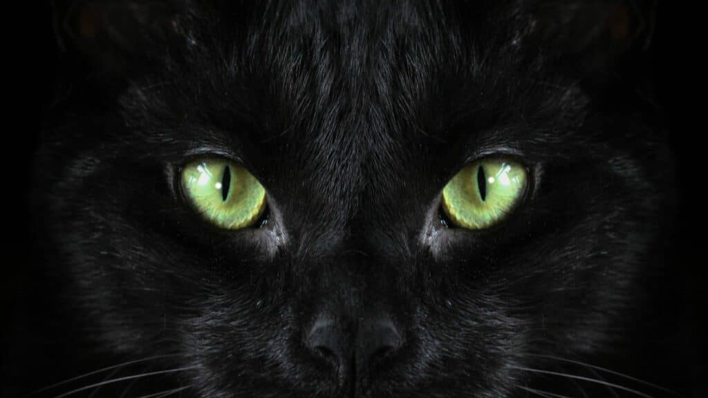 Imagem focada nos olhos verdes de uma gato preto