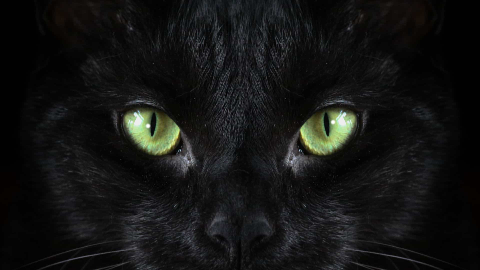Além do gato preto: outras cores dos felinos têm significados espirituais -  31/08/2022 - UOL Universa