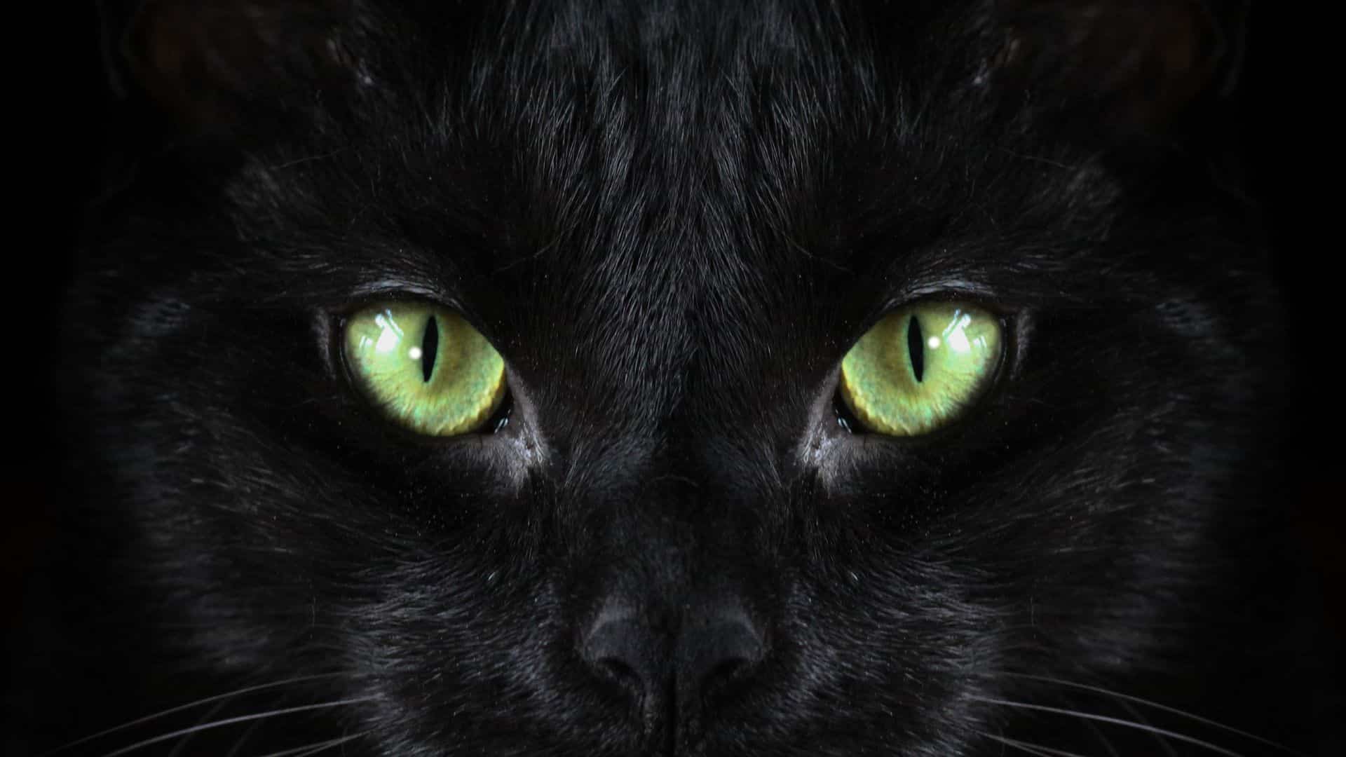 Além do gato preto: outras cores dos felinos têm significados espirituais - 31/08/2022 - UOL Universa